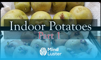 How To Grow Potatoes Indoors Part 1 of 3