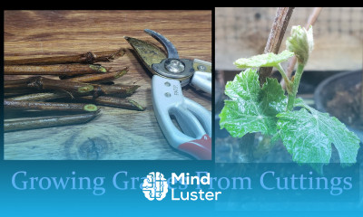 How To Grow Grapes From Hardwood Cuttings