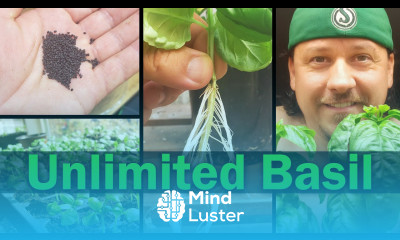 Basil Propagation The Definitive Guide To Growing Unlimited Basil
