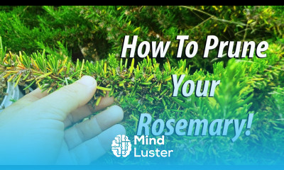 How To Prune Your Rosemary Bush 2019
