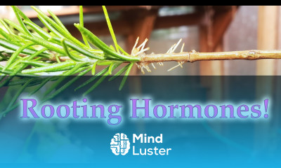 Homemade Rooting Hormones For Rosemary Cuttings 2019