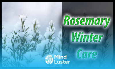 Prepare Your Rosemary For Winter In 5 Minutes 2020