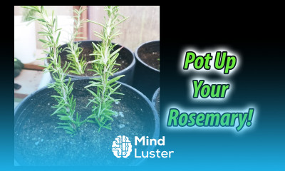 Potting Rosemary Cuttings 101 2020
