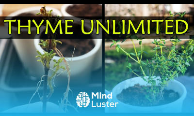 Grow Unlimited Thyme From Cuttings