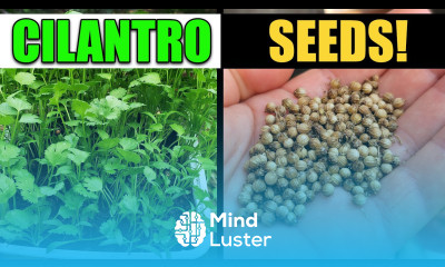 How To Harvest And Save Cilantro Or Coriander Seeds