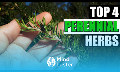 Top 4 Perennial Herbs Garden Quickie Episode 96