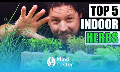 Top 5 Herbs To Grow Indoors