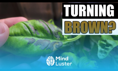 Why Basil Leaves Turn Brown Garden Quickie Episode 117