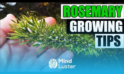 8 Rosemary Growing Tips