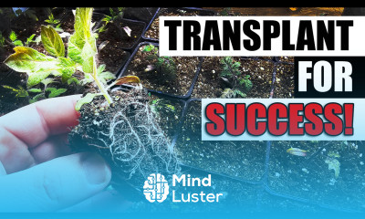 Transplanting Seedlings The Complete Guide