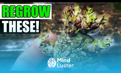 8 Plants That Anyone Can Regrow In 2023