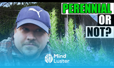 Is Rosemary A Perennial Garden Quickie Episode 181