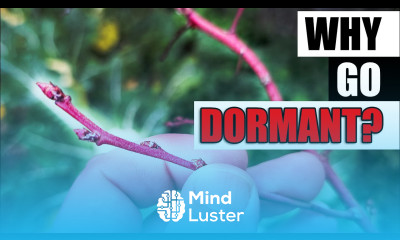 Why Do Plants Go Dormant Garden Quickie Episode 182