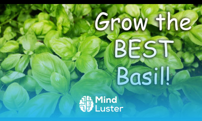 How To Grow The Best Basil