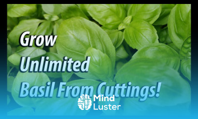 How To Grow Unlimited Basil From Cuttings 2019