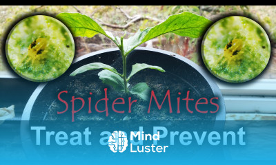 Spider Mites 4 Ways To Naturally Get Rid Of Them