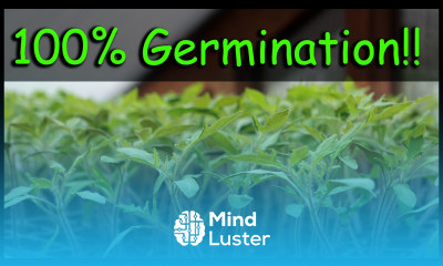 Seed Germination 5 Reasons Why Your Seeds Fail