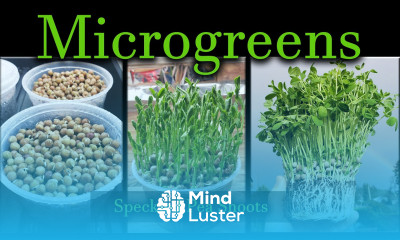 How To Grow Microgreens The Series Video 1 Speckled Peas