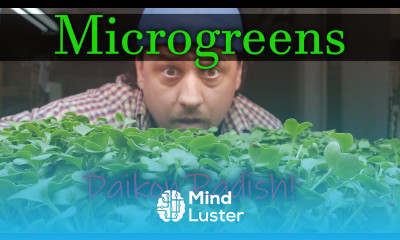 How To Grow Microgreens Video 2 Daikon Radish