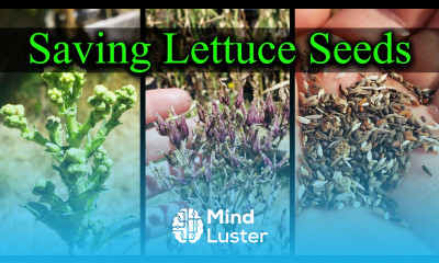 How To Save Lettuce Seeds Garden Quickie Episode 14