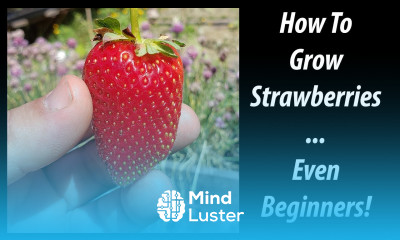How To Grow Strawberries For Beginners