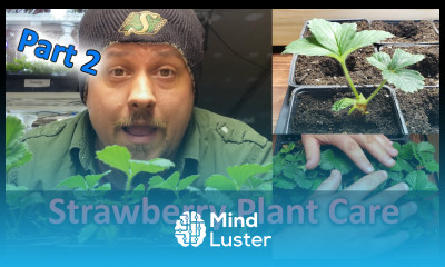 Strawberry Plant Care Part 2 of 3