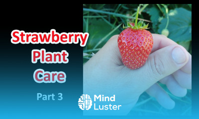Strawberry Plant Care Part 3 of 3
