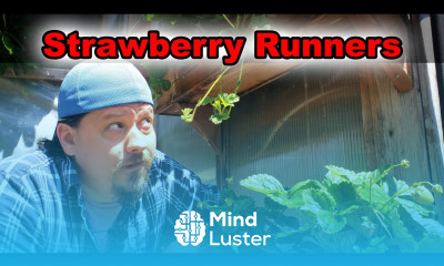 Strawberry Runners Explained How To Grow Strawberries From Runners