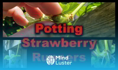 Planting Strawberry Runners Tips and Strategies In 2020