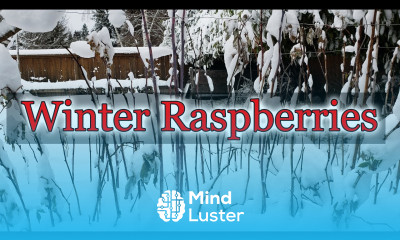 Raspberry Winter Preparation