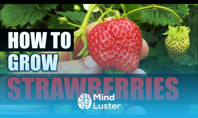 How To Grow Strawberries The Definitive Guide