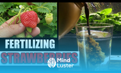 Fertilizing Strawberry Plants Garden Quickie Episode 65
