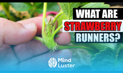 Strawberry Runners Explained Garden Quickie Episode 76