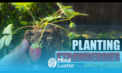 Planting Strawberries The Definitive Guide
