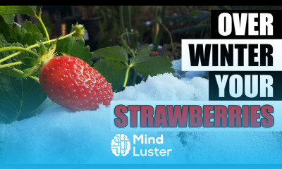 Winterizing Your Strawberry Plants The Definitive Guide