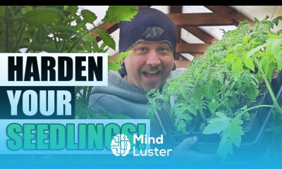 Hardening Off Young Plants And Seedlings A Complete Guide