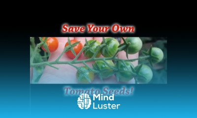 How To Save Your Own Tomato Seeds