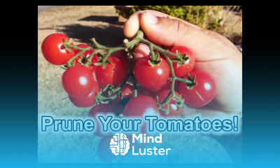 How To Prune Tomatoes For Maximum Yield And Harvest