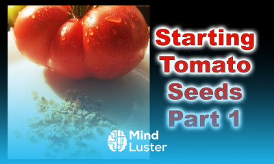 How To Grow Tomatoes Part 1 Seed Starting And Germination