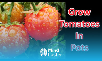 Growing Tomatoes In Pots And Containers