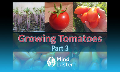 How To Grow Tomatoes Part 3 Planting In The Garden
