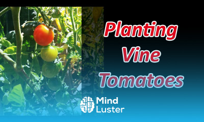 How To Plant Vine Tomatoes Two Methods