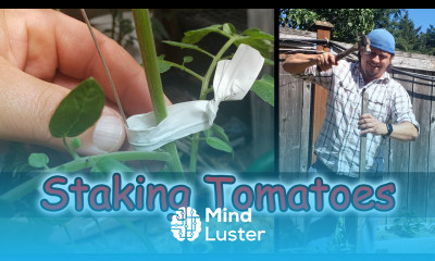 Staking Tomatoes Garden Quickie Episode 2