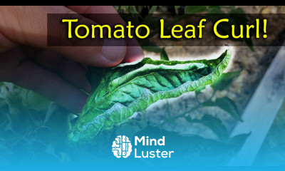 Tomato Leaf Curl Explained Garden Quickie Episode 11
