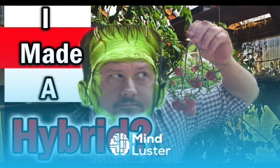 Help I Made A Hybrid Tomato By Mistake