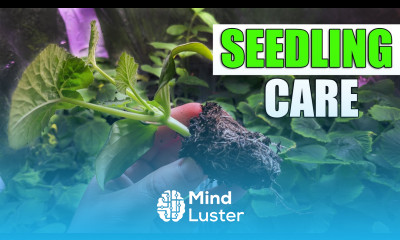 Seedling Care And Health A Definitive Guide