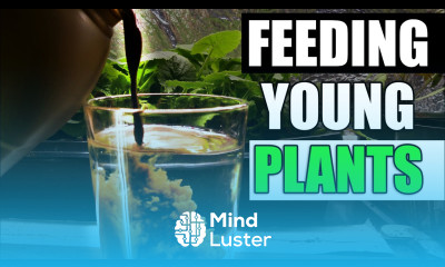 Fertilizing Seedlings Garden Quickie Episode 52