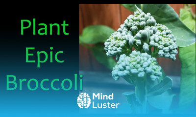 How To Grow Epic Fall Broccoli