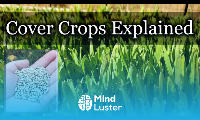 Cover Crops How To Use Them In Permaculture Gardens And Regenerative Agriculture