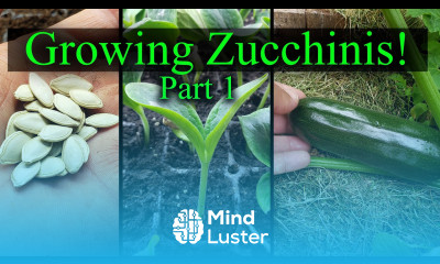 Growing Zucchini Part 1 of 2 The Definitive Guide